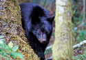 Ursus americanus